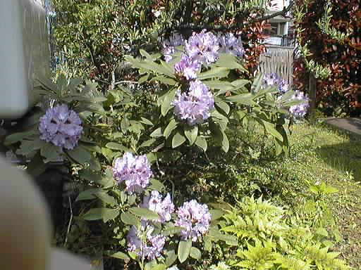 芍薬です。H15.05.17(土)撮影